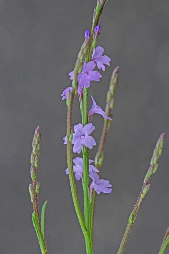 Texas Vervain Nash Prairie Plants List Inaturalist