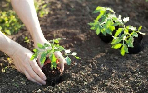 Quelle Distance Appliquer Entre Les Plantations De Tomates