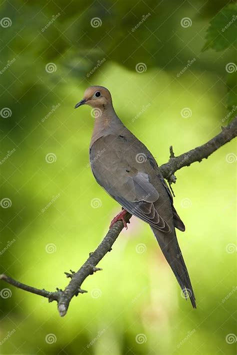 Mourning Dove Zenaida Macroura Stock Image Image Of Beautifil Love