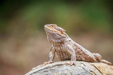 7 Best Bearded Dragon Basking Rocks And Other Props