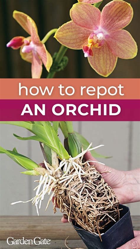 How To Repot An Orchid Orchids Garden Orchid Plants Orchid Plant Care