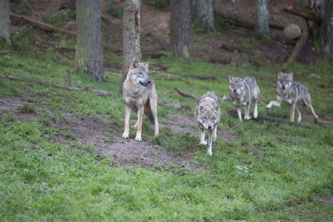 Pr Reportage Dem Wolf Auf Der Spur Openpr