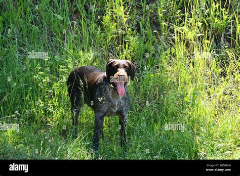 Deutsche Jagdhunderasse Fotos Und Bildmaterial In Hoher Aufl Sung Alamy