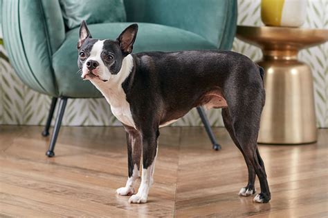 Boston Terrier Dog Breed Profile