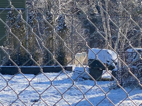 Winter Fun at Shubenacadie Wildlife Park - Family Fun Halifax