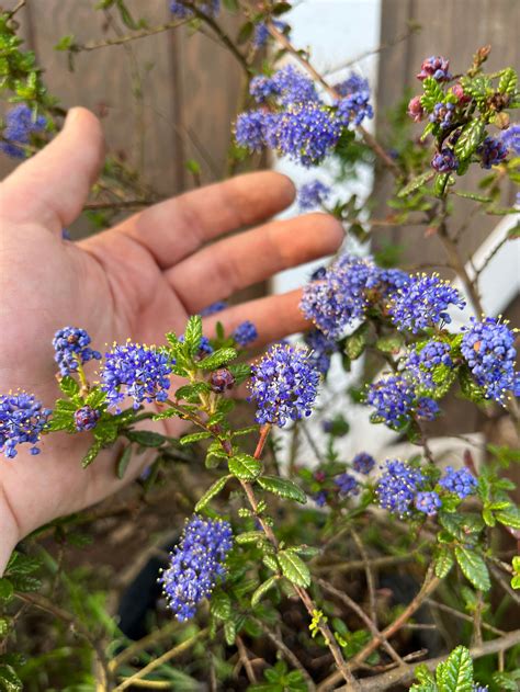 Blue Blossom : Ceanothus thyrsiflorus | GOOD YEAR FARMS