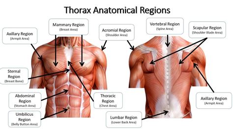 Thoracic Region Anatomy