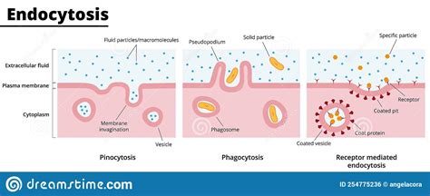 Illustration Of Types Of Endocytosis Stock Vector Illustration Of