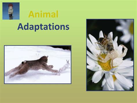 Adaptation Of Animals Examples