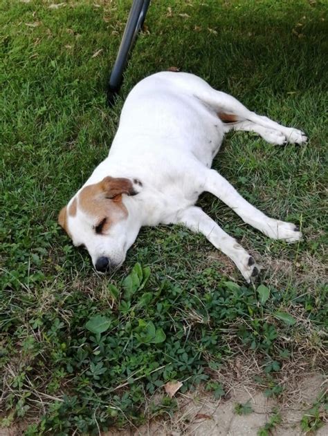 Laila Trauer Um Hunde Verstehen Und Bew Ltigen Lebewohl Fellnase