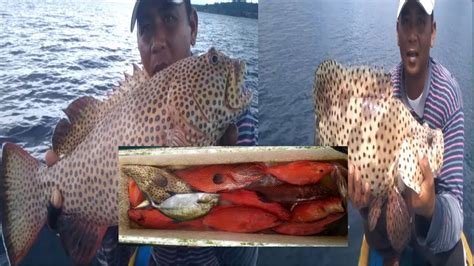 IKAN SUNU KERAPU Surganya Spot IKAN SULTAN YouTube