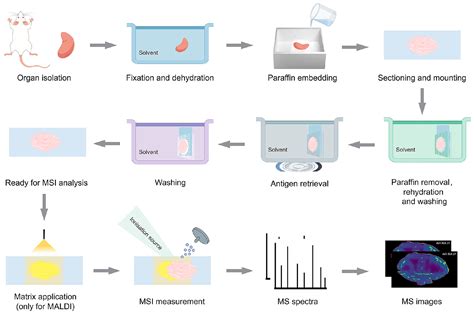Mass Spectrometry Imaging: Revolutionizing Molecular Insights in