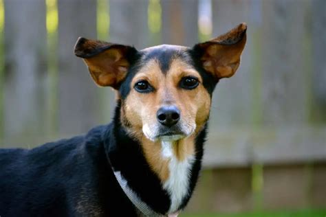 33 Cute Miniature Pinscher Mix Breeds (w/ Pictures)