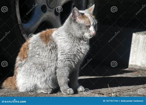 Dirty Street Cat Stock Photo Image Of Forest Sunny