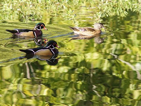 Wood Ducks In Emerald Green Smithsonian Photo Contest Smithsonian