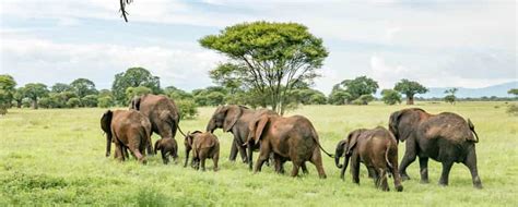 7 tägige Wildtier Safari in Tansania mit einem 4x4 Land Cruiser