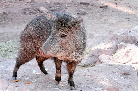 Javelina Arizona Pig Free Photo On Pixabay