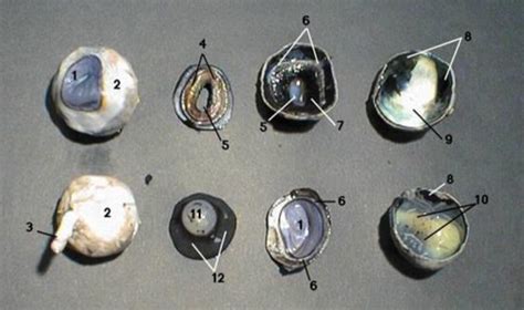 Lab 5 Sheep Eye Dissection Part 1 Diagram Quizlet