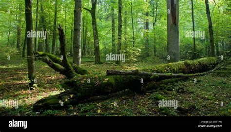 Liegender Kofferraum Fotos Und Bildmaterial In Hoher Aufl Sung Alamy