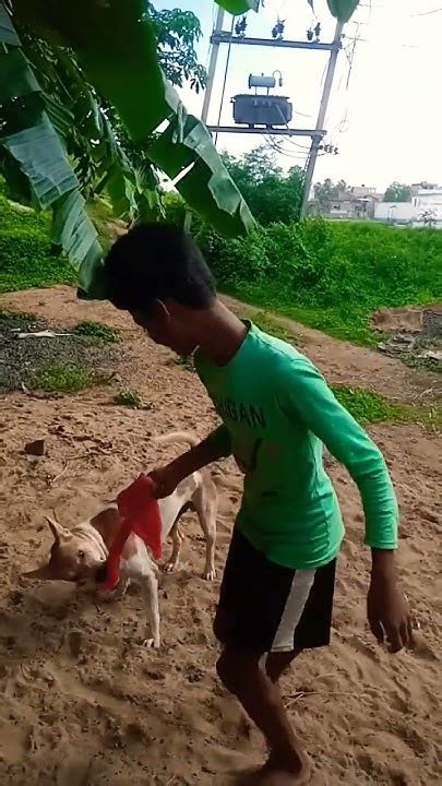 🐕💕💞⏯ছোট ভাই মনে করে ভিডিওটিকে লাইক করে চ্যানেলটিকে সাবস্ক্রাইব করে দিন