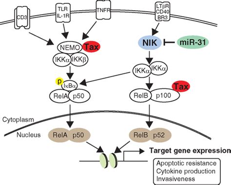 Nf κb Signaling Pathway In Atl Compared To Normal T Cell