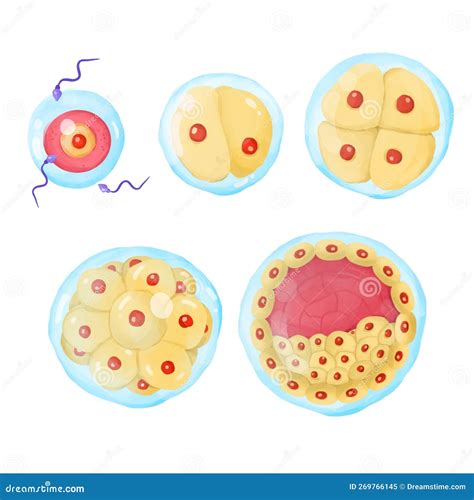 The Stages of Embryo Development. Stock Illustration - Illustration of ...