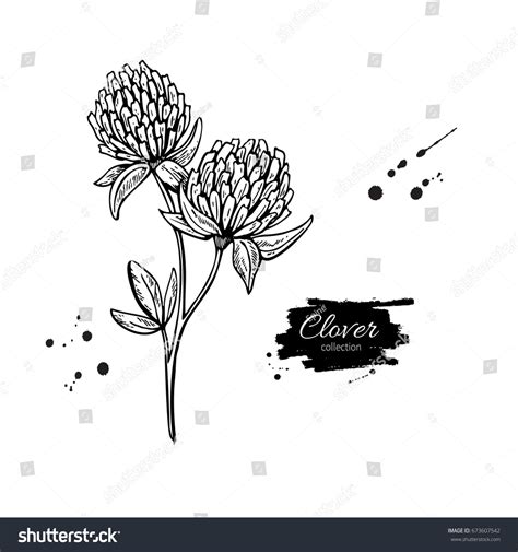 Clover Flower Drawing Set Isolated Wild Stock Illustration 673607542 ...