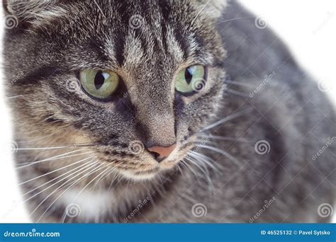 Tabby Cat With Green Eyes Lying In Bed Closeup Of A Tabby Cat Relaxing In Bed Stock Image