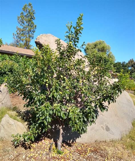 Summer Pruning Deciduous Fruit Trees Greg Alders Yard Posts Food