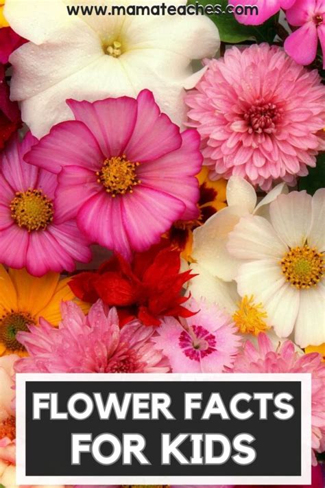 Flower Facts for Kids - Mama Teaches