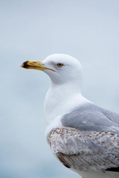 Premium Photo | A seagull with a yellow eye