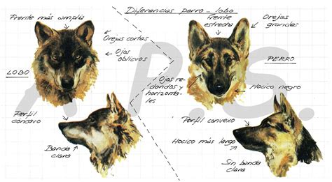 Bio Y Geo ¿de Donde Vienen Los Perros