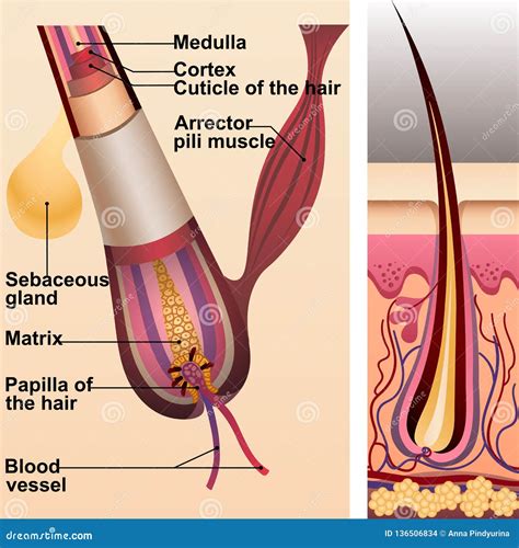 Structure of Hair and Follicle and Sebaceous Gland Stock Vector ...