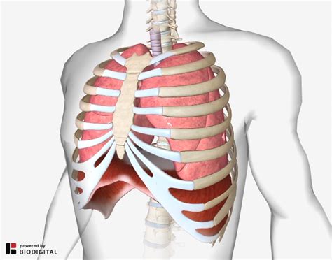 Diaphragm Breathing Diagram