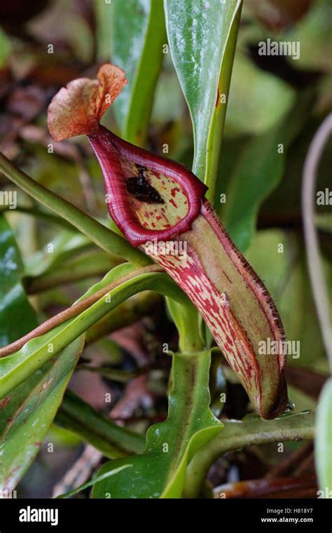Pitcher Plant (Nepenthes sp) in cloud forest, Costa Rica Stock Photo ...