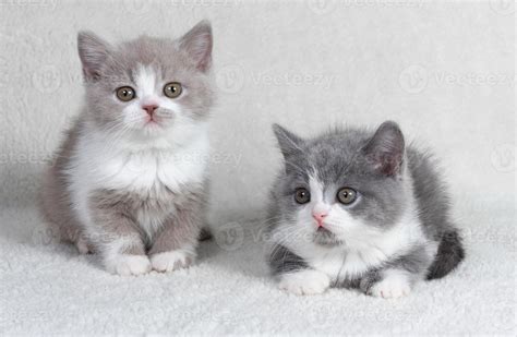 two cute kittens are sitting next to each other. British shorthair cats color blue with white ...