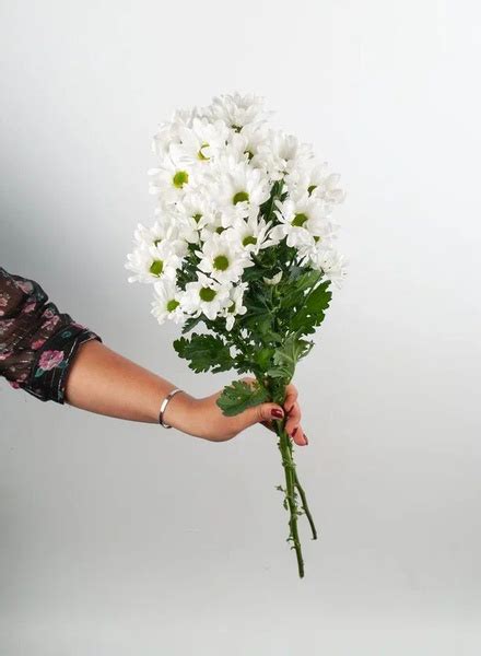 Хризантема кустовая белая 3 шт - купить с доставкой по выгодным ценам в ...