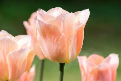 10 Schitterende Tulpen Voor Je Tuin KleineTuinen Nl