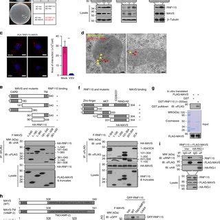 Rnf Constitutively Interacts With Mavs In Uninfected Cells A