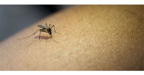 Mosquito da dengue, como enfrentar - Verum Saúde Ambiental