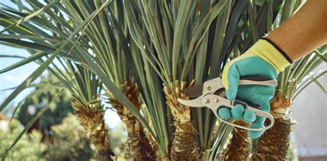 Palm Tree Trimming: An Expert's Tips [Step-By-Step Guide]