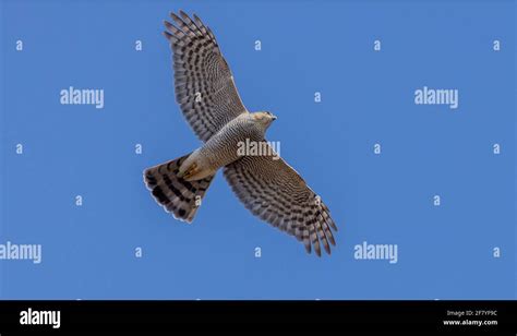 Female Sparrowhawk Accipiter Nisus In Flight Seen From Below Dorset