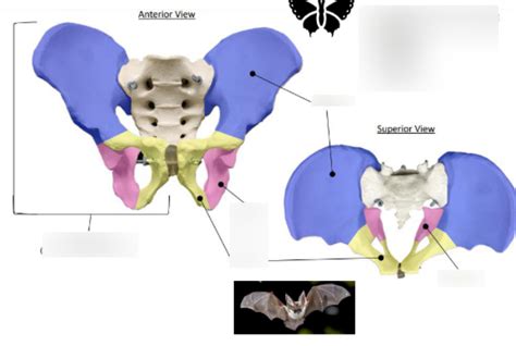 Lab Practical Bones Of The Pelvic Girdle Diagram Quizlet