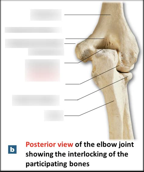 The Radius And Ulna Posterior View Of Elbow Joint Diagram Quizlet