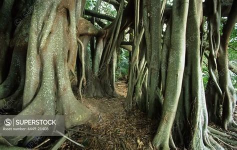 Giant Banyan tree in the Valley of the Shadows - SuperStock