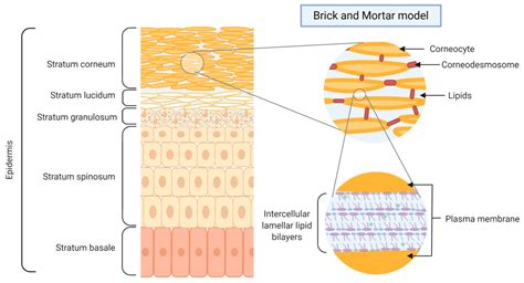 Ijms Free Full Text Skin Barrier Abnormalities And Immune