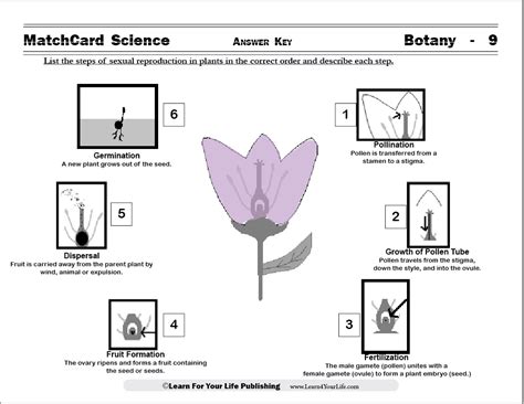 Sexual Reproduction In Plants Worksheets Library