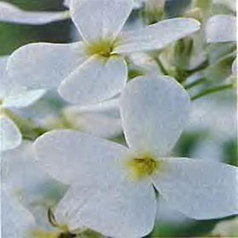 Hesperis Sweet Rocket Matronalis White Perennial Seeds