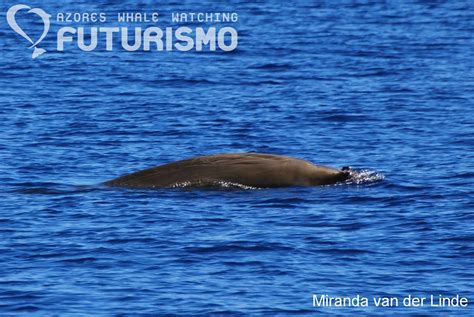 Beaked whale fact sheet – Azores Whales