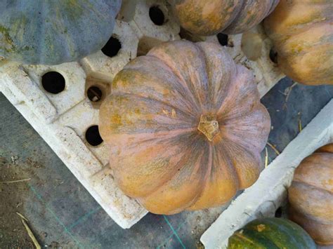 Courge Musqu E De Provence G Ferme De La Madeleine Locavor Fr